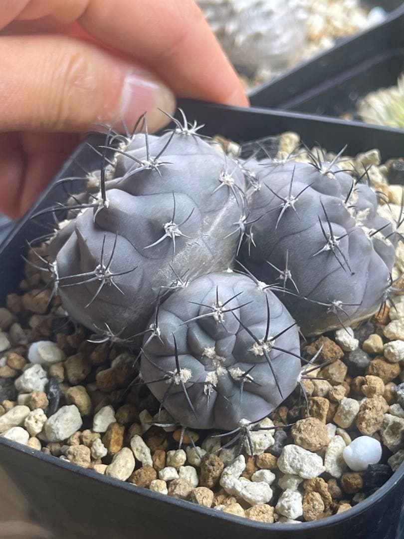 EMP エリオシケ ベルトンゲニー 群生 キリン接ぎ / CT920