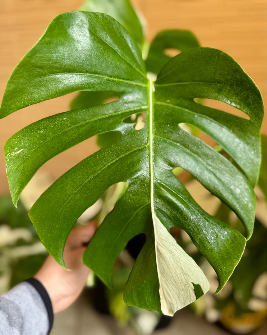 モンステラ・ボルシギアナ ホワイトタイガー ハフムンの斑入