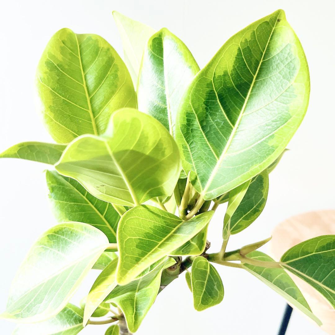 一点もの フィカス アルテシマ 曲がり仕立て 5号鉢 観葉植物calm cafe
