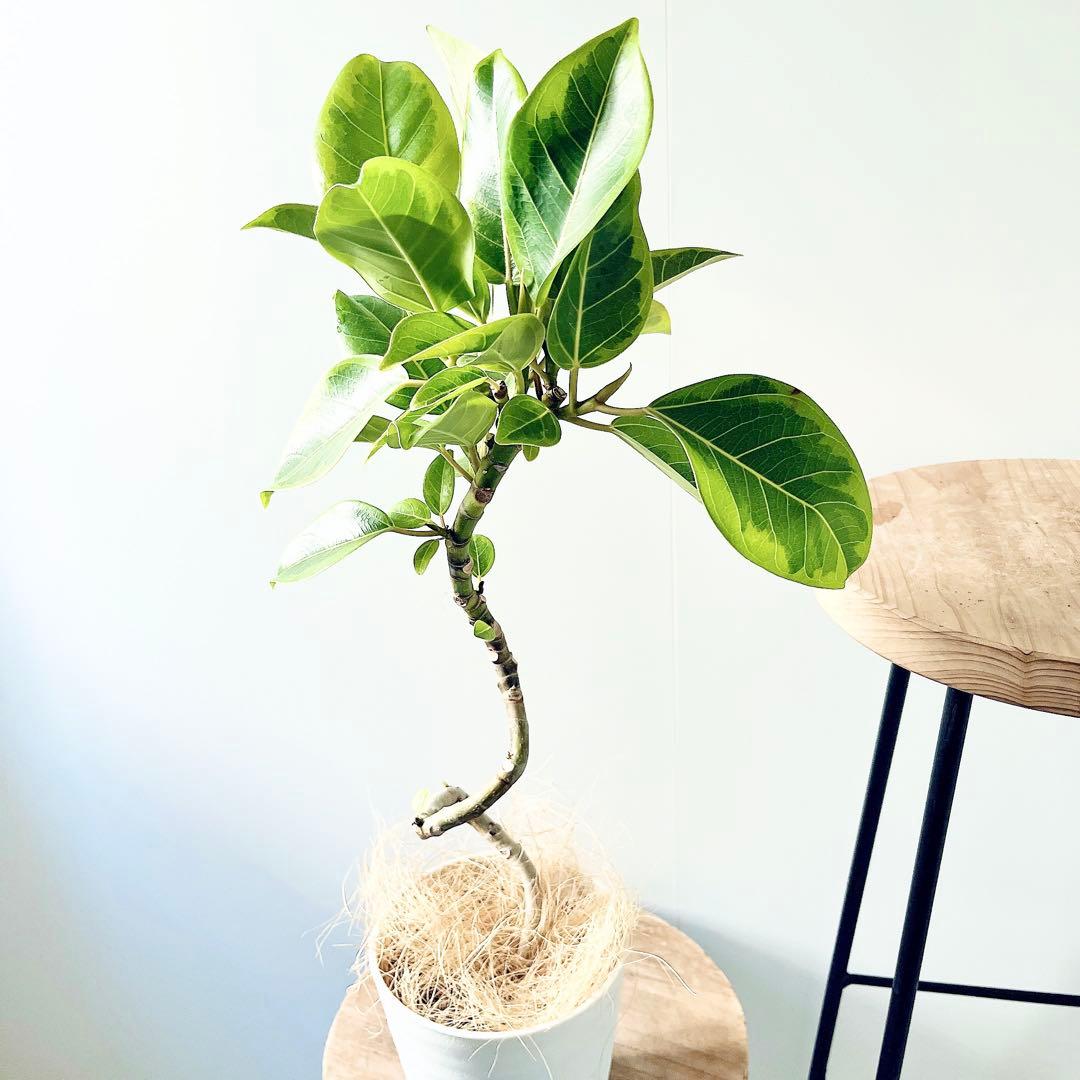 一点もの フィカス アルテシマ 曲がり仕立て 5号鉢 観葉植物calm cafe