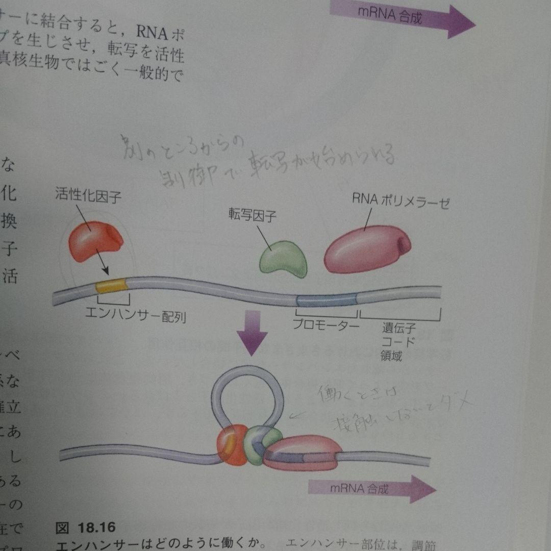 レーヴン/ジョンソン生物学 上 下