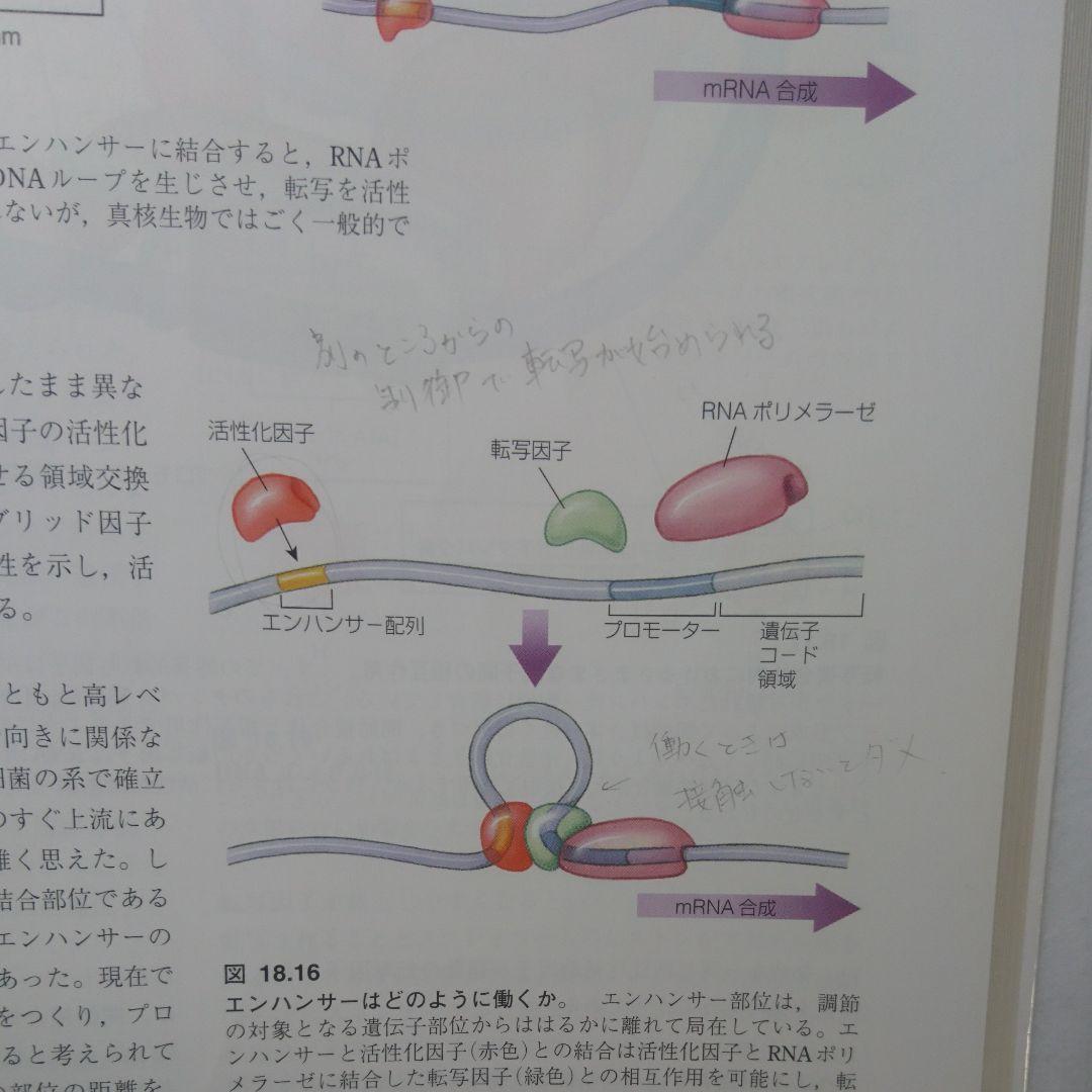 レーヴン/ジョンソン生物学 上 下