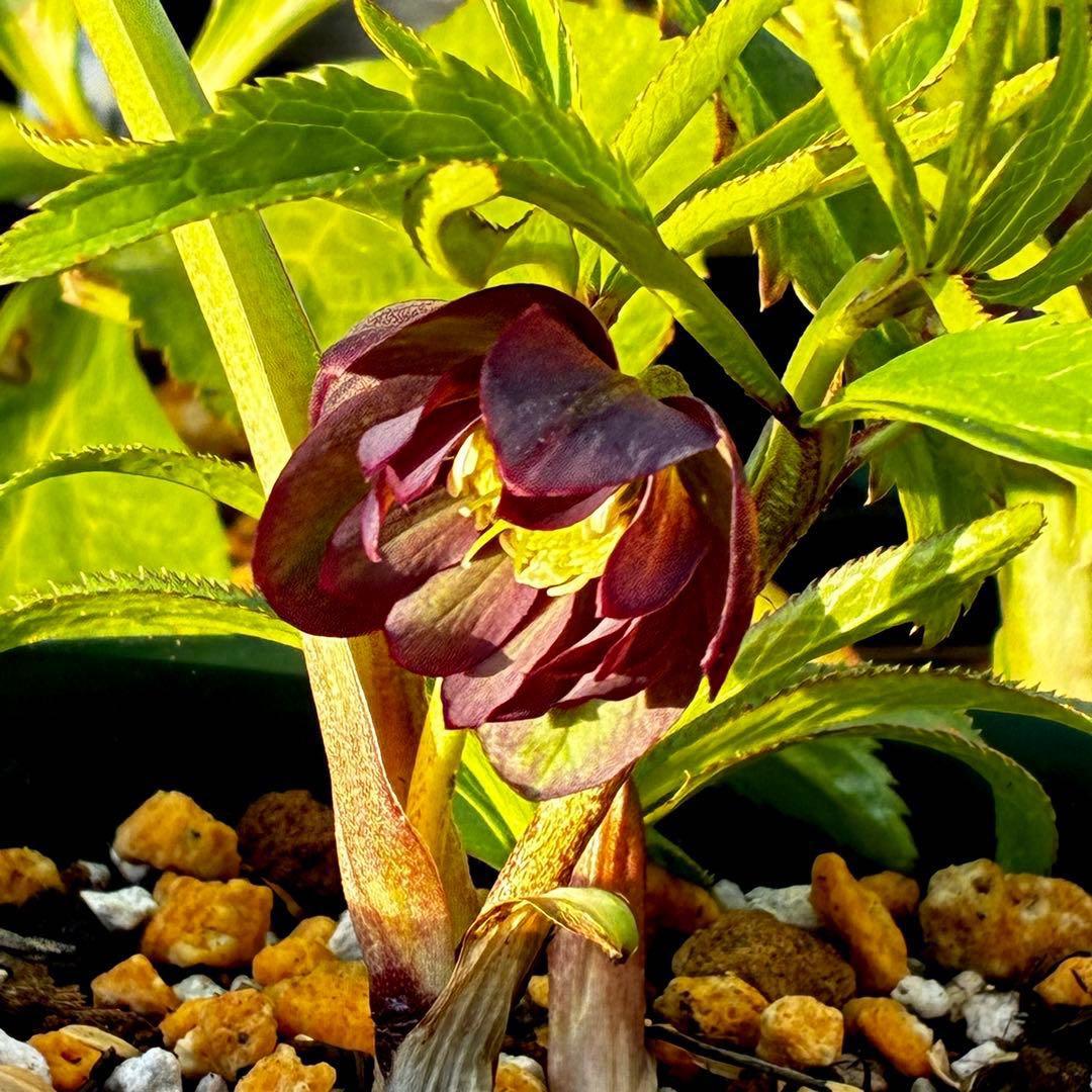 855☘️ラスト2☘️超希少☘️DD⭐️atrorubens⭐️超小輪⭐️多弁⭐️超コンパクト