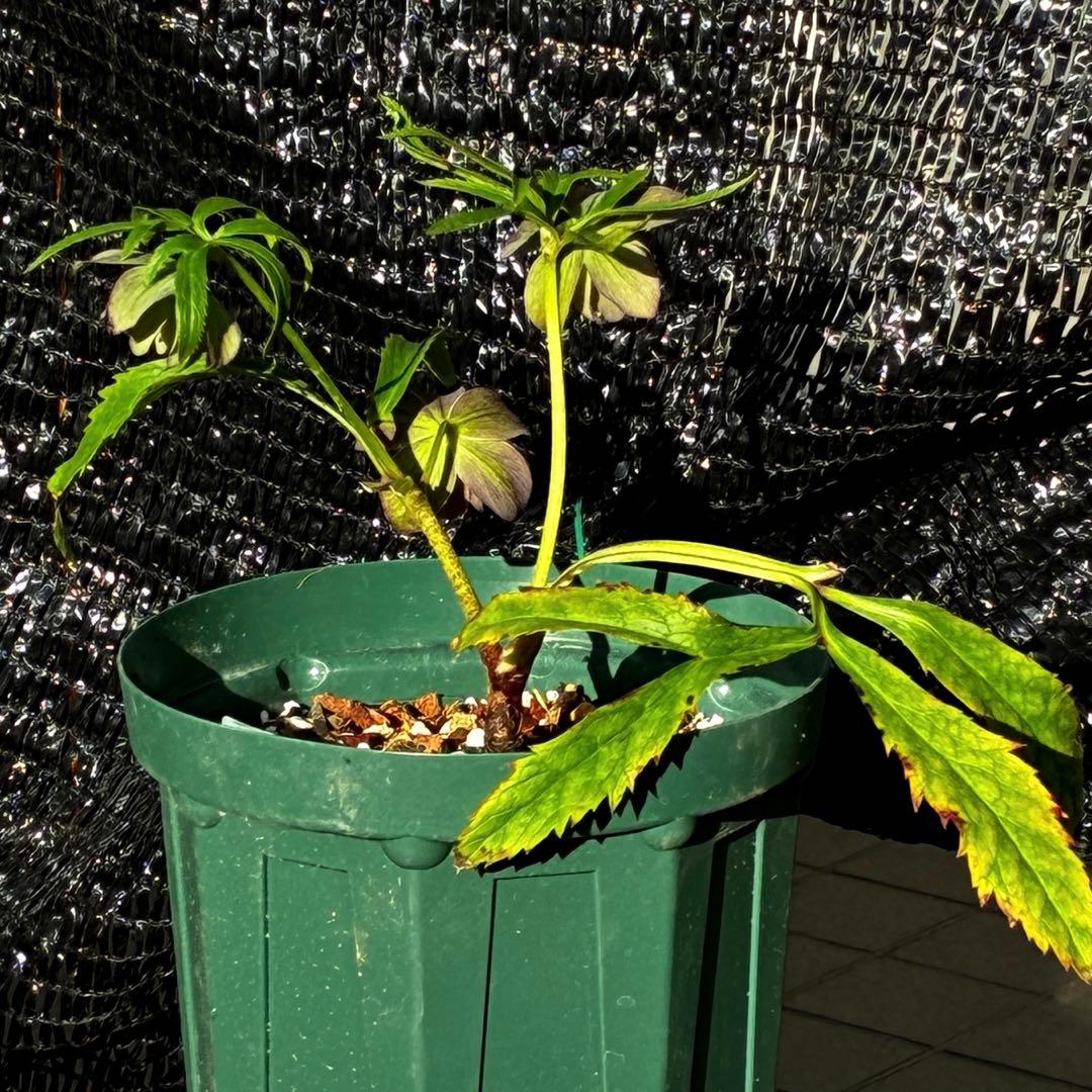 855☘️ラスト2☘️超希少☘️DD⭐️atrorubens⭐️超小輪⭐️多弁⭐️超コンパクト