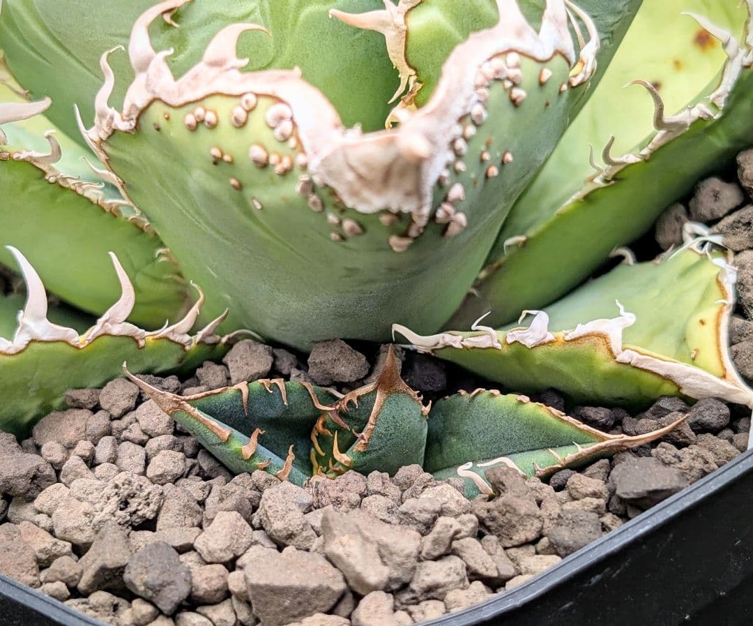 【◤ブツブツ株◢】（surf.is.high様が所有していた株）子株出品