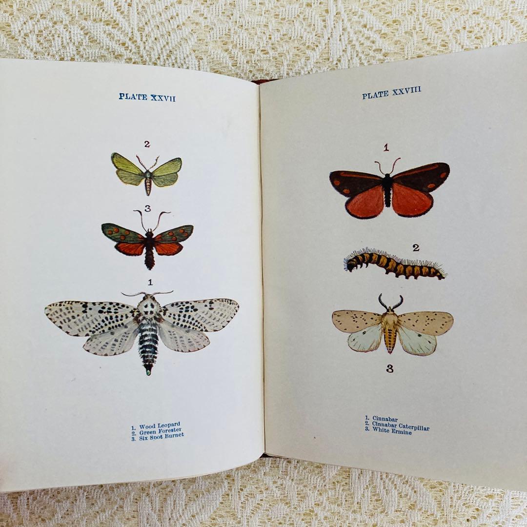 洋書　古書　イギリスの蝶と蛾の図鑑　優雅なカラー図版と趣のある美しい装丁♡