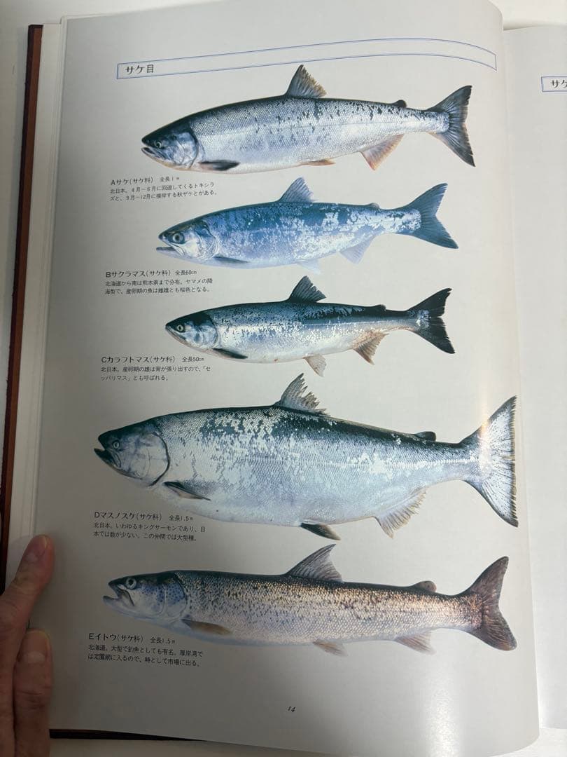 魚譜 日本料理成分付精選 大図鑑