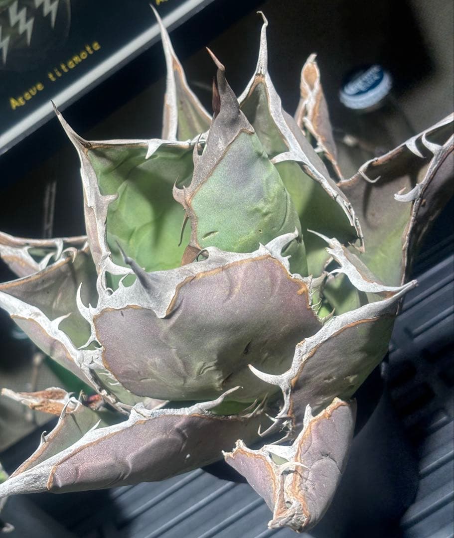 特出！アガベチタノタ蜘蛛（極上株）超S級超強棘super spider希少大株！