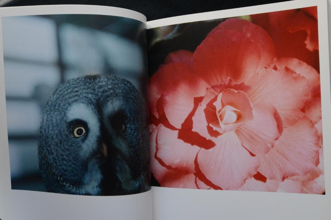 【AILA：Rinko Kwauchi】川内倫子写真集　2004年初版　★美本