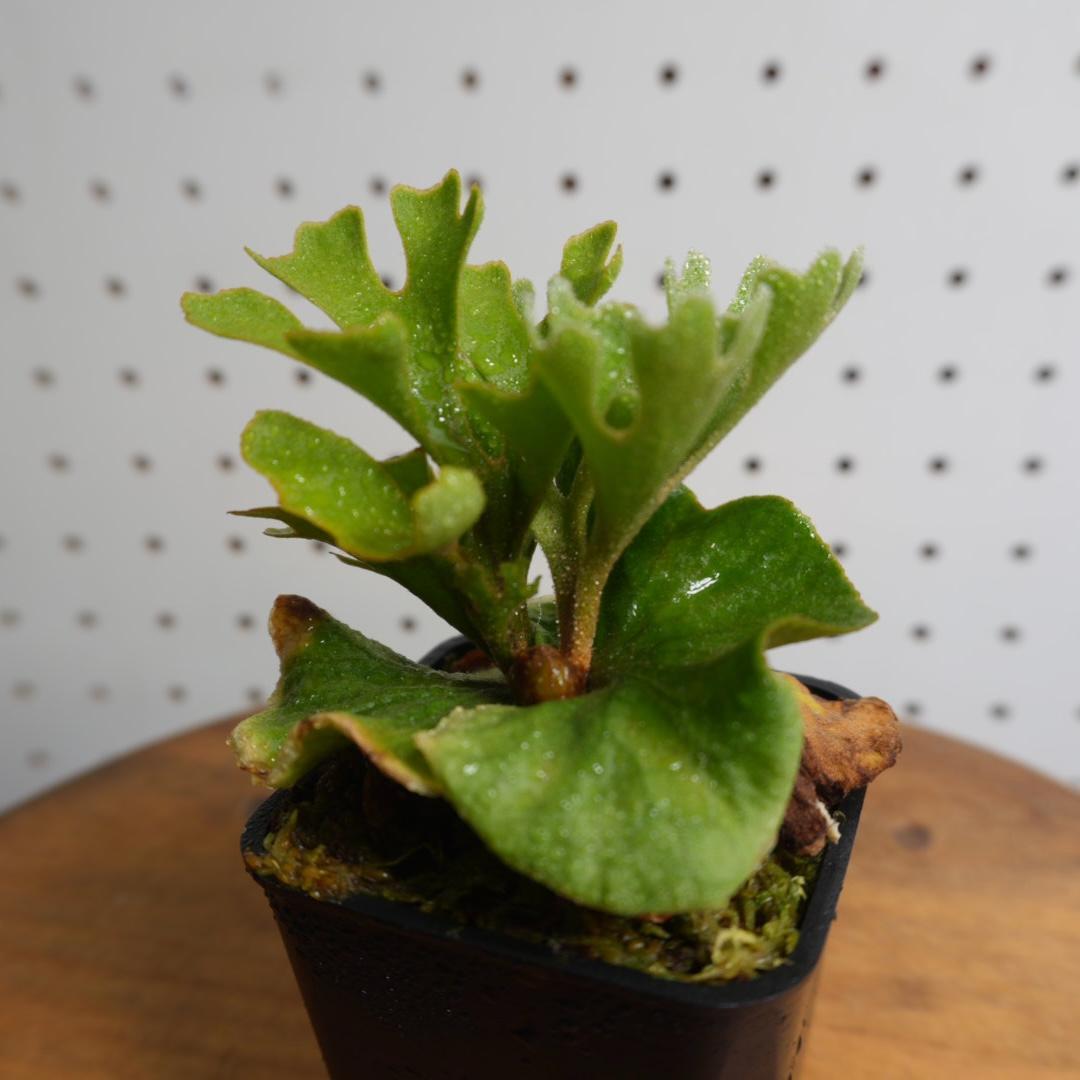 P.Ridleyi dwarf silver リドレイドワーフシルバー　003