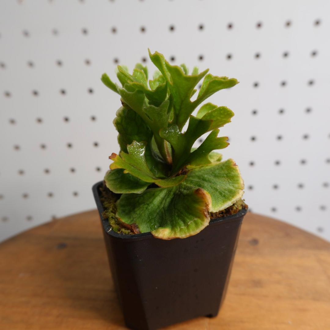 P.Ridleyi dwarf silver リドレイドワーフシルバー　003