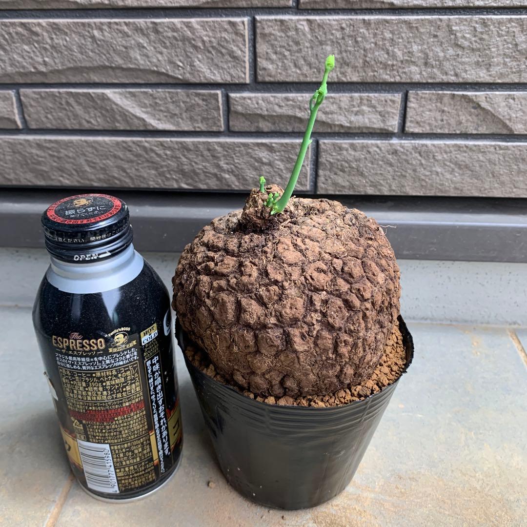 ステファニア　スベローサ