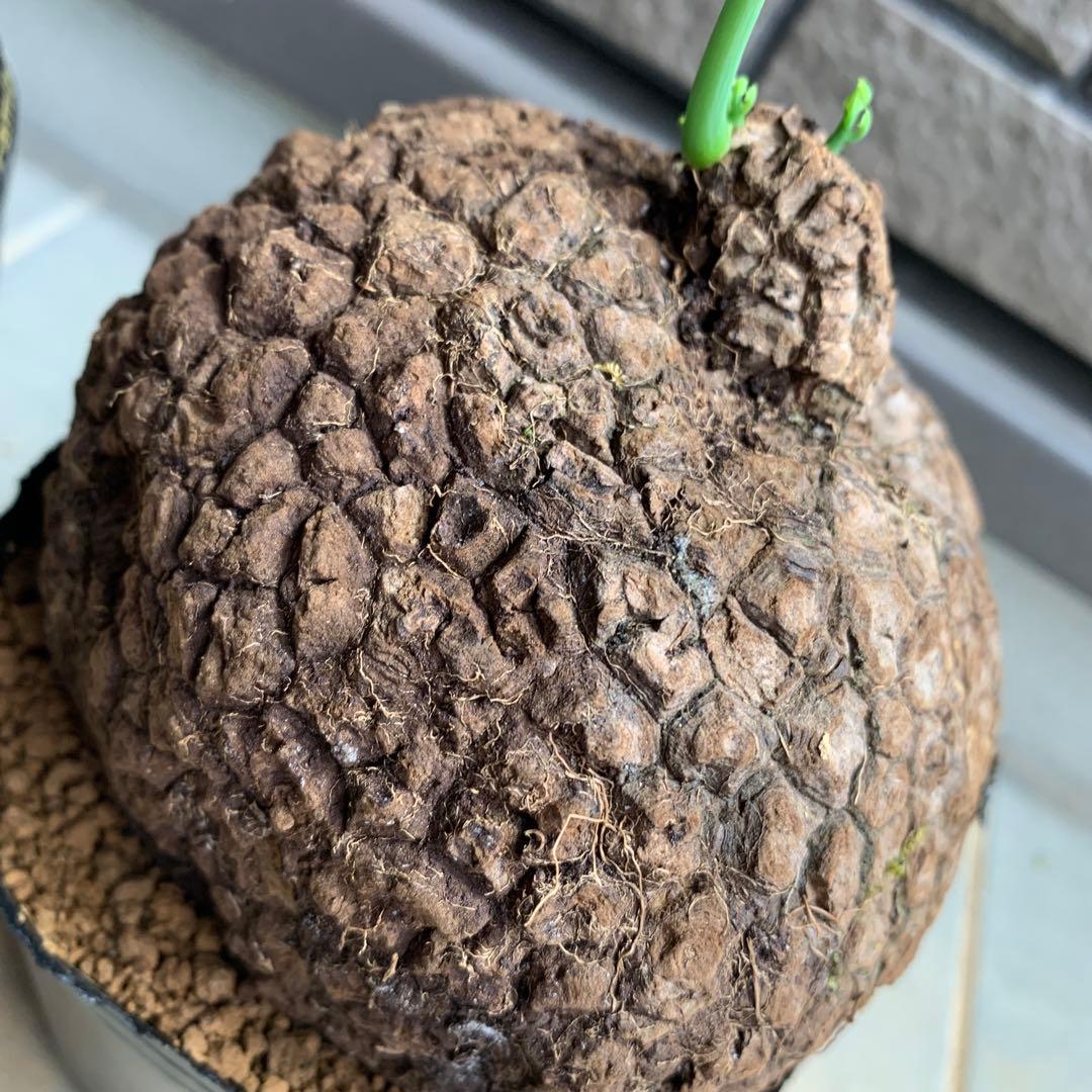 ステファニア　スベローサ