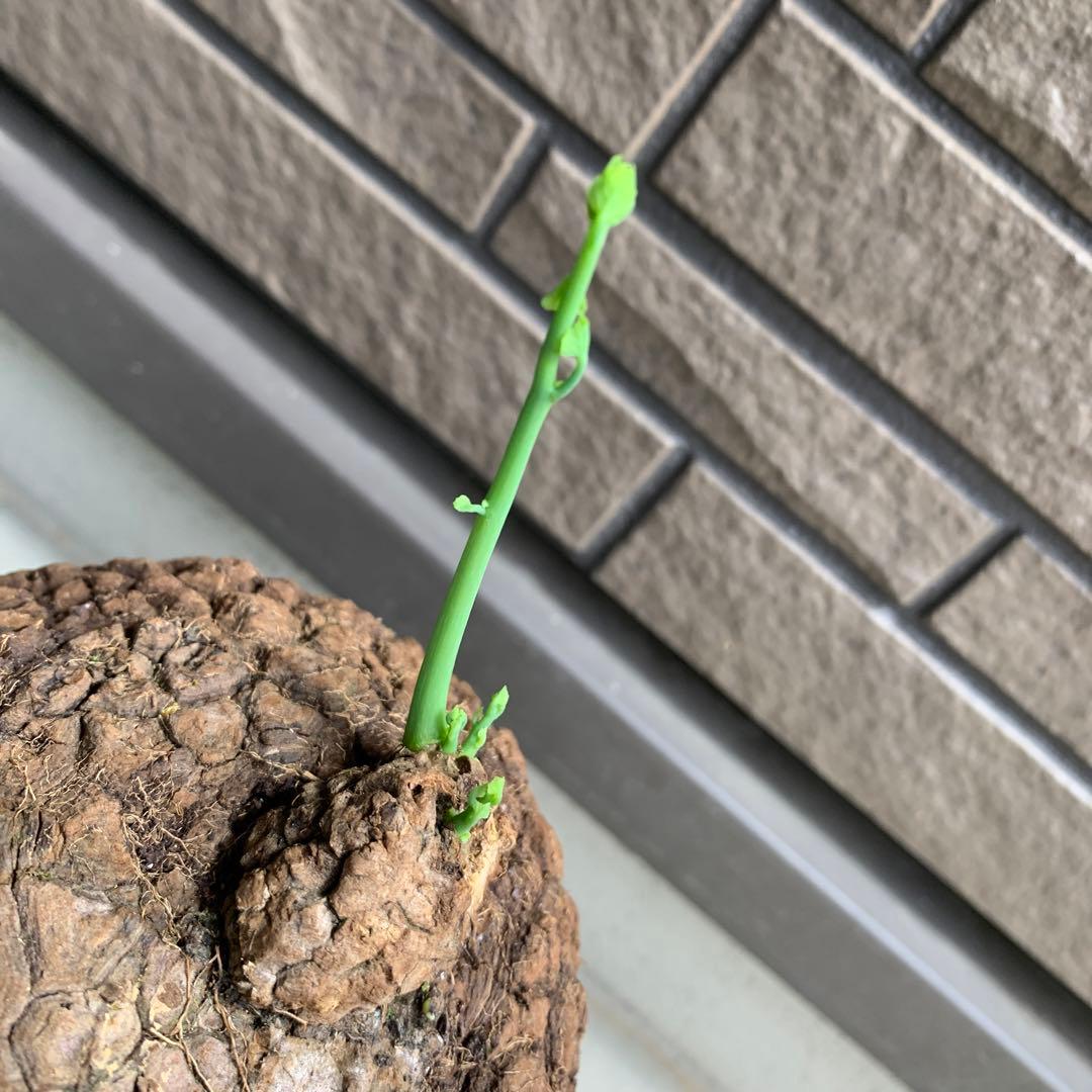 ステファニア　スベローサ