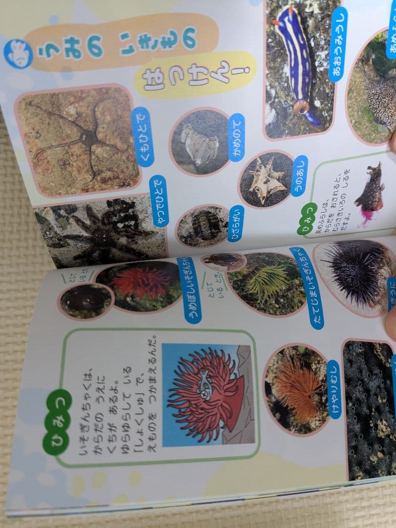 絵本セット 幼児向け