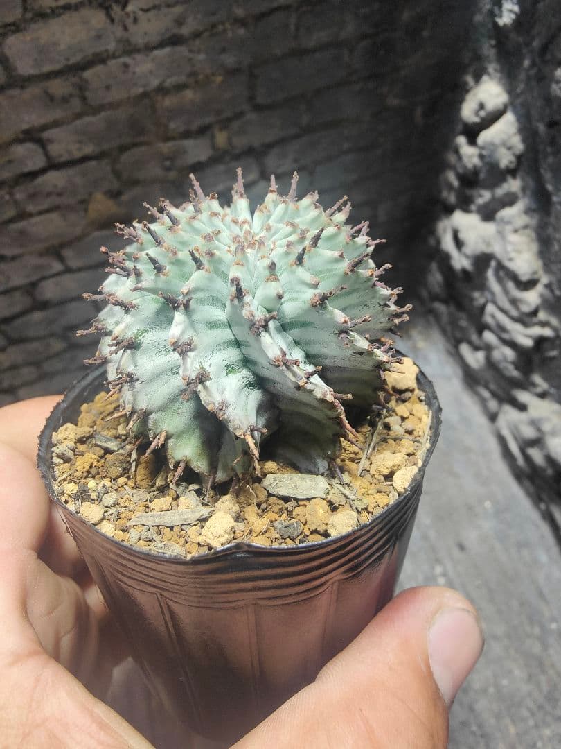 ユーフォルビア　螺旋ゼブラホリダ！！激選抜　保存株