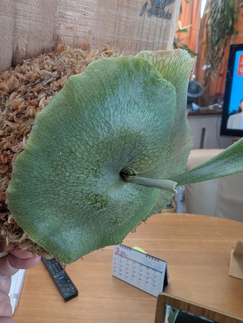 ビカクシダ HAS PUP 1点ものです！