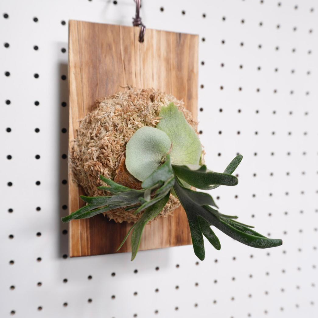 willinckii ビカクシダ ウィリンキー バクテリア 板付株　B-2