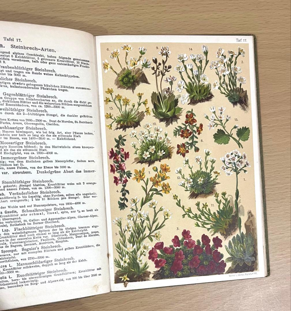 No.351 ドイツ アンティーク 洋書 ボタニカルアート 植物図鑑