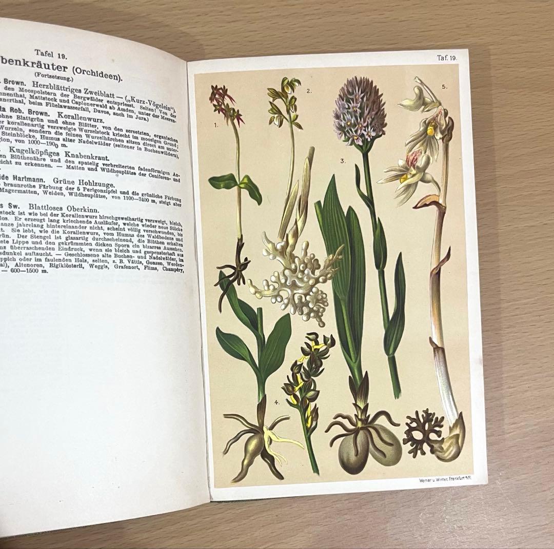 No.351 ドイツ アンティーク 洋書 ボタニカルアート 植物図鑑