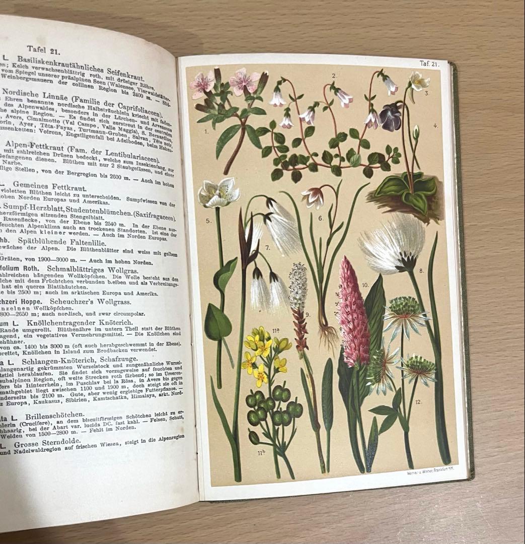 No.351 ドイツ アンティーク 洋書 ボタニカルアート 植物図鑑