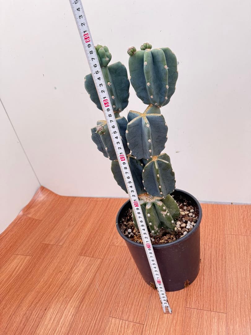 柱サボテン　ブランチ2