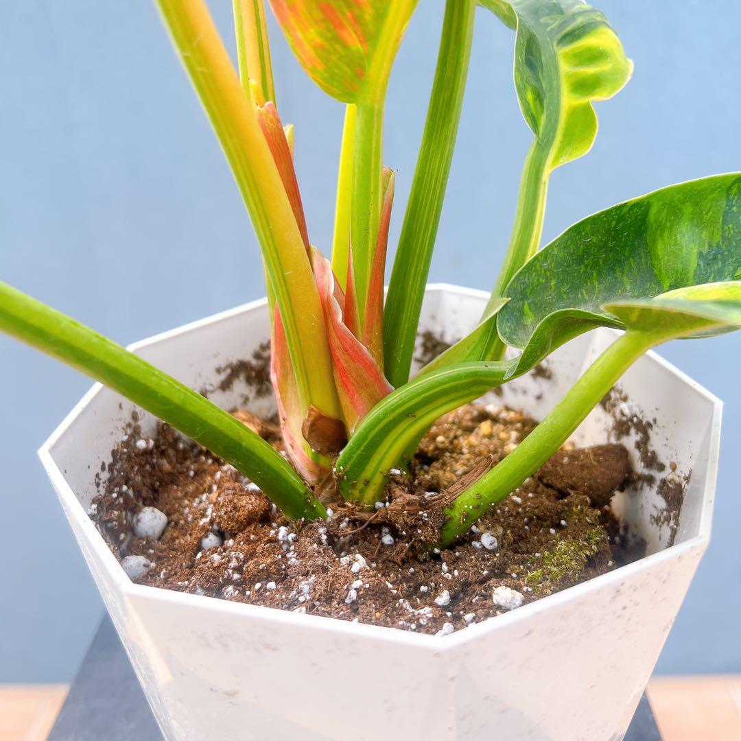 現品　フィロデンドロン　グリーンコンゴ　斑入り　3番　観葉植物　ドライガーデン