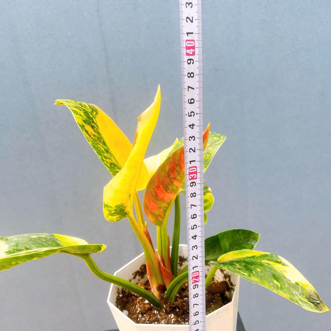 現品　フィロデンドロン　グリーンコンゴ　斑入り　3番　観葉植物　ドライガーデン