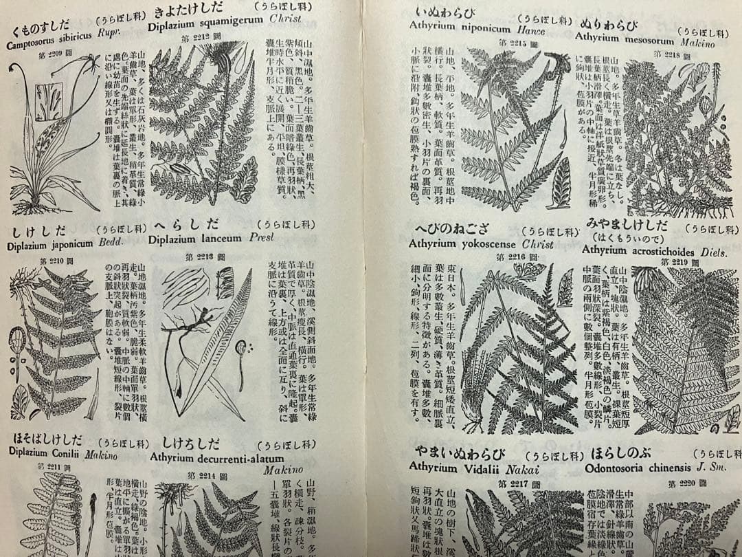 牧野日本植物図鑑　学生版　牧野富太郎著　北隆館　T.Makino