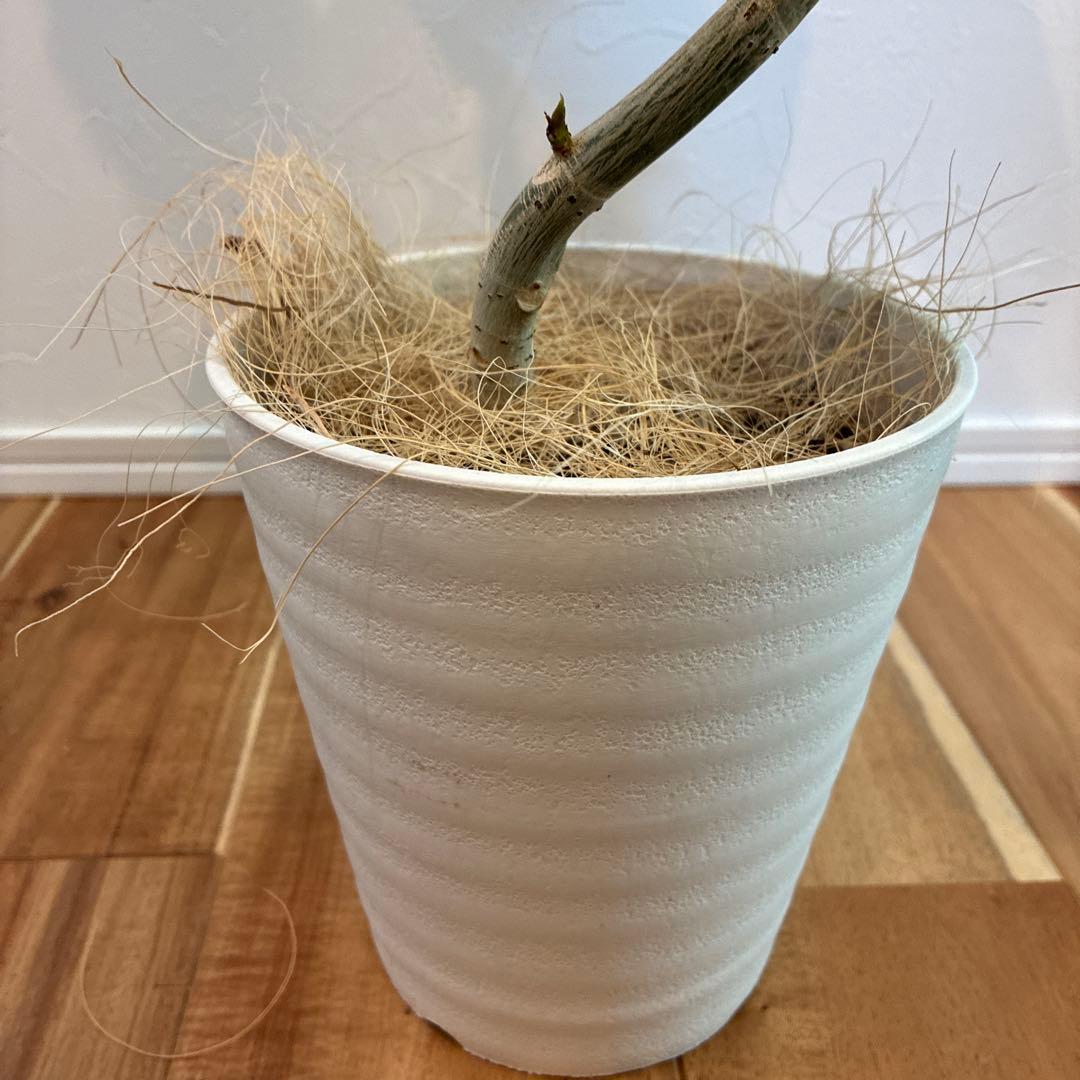 ★メルカリ便★フィカス　ウンベラータ　曲がり　お洒落　5号プラ鉢　高さ60cm