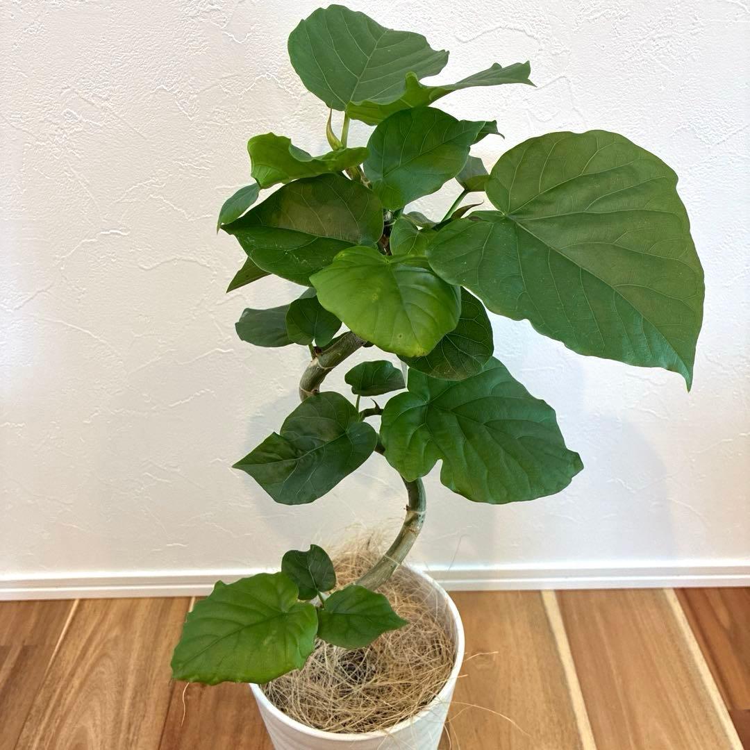 ★メルカリ便★フィカス　ウンベラータ　曲がり　お洒落　5号プラ鉢　高さ60cm