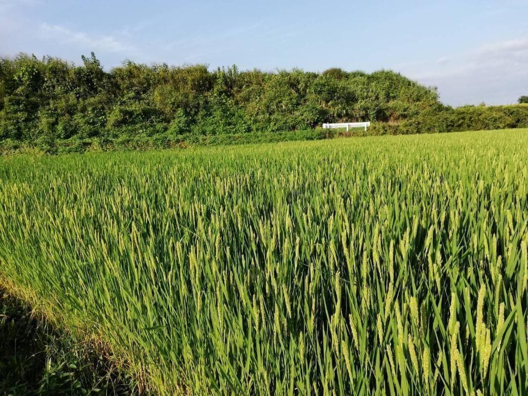 農薬不使用　7年産　ハッピーヒル（うるち）籾　2kg　種籾　陸稲