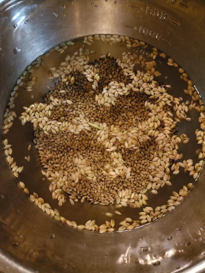 農薬不使用　7年産　ハッピーヒル（うるち）籾　2kg　種籾　陸稲