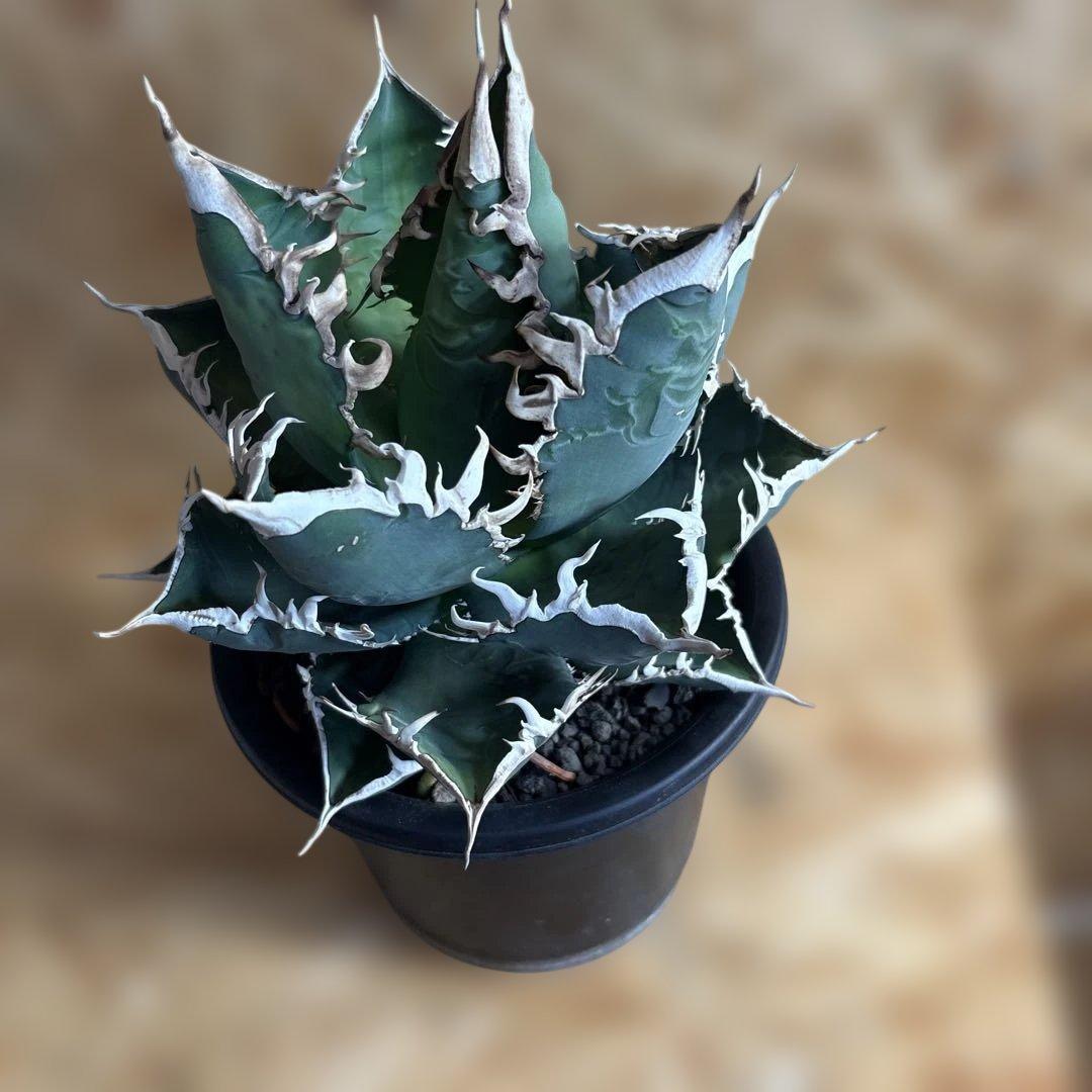 アガベ チタノタ 海王 強鋸歯 ワイルド樹形 大株20cm LED締め管理