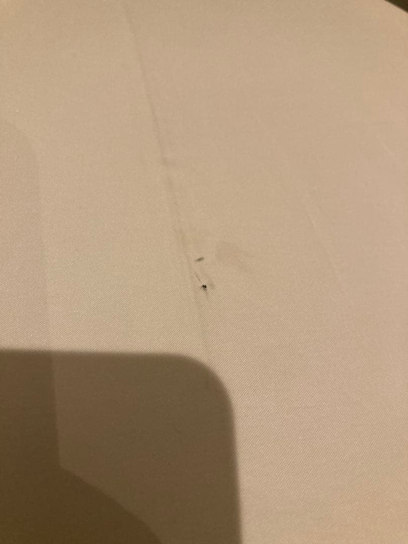 石井美保さん　日傘