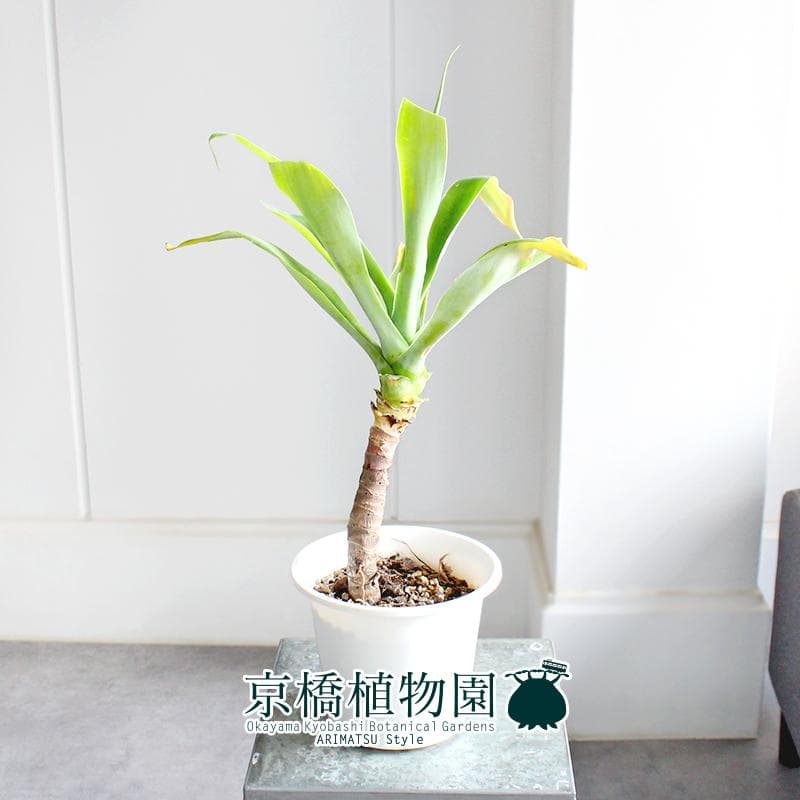 【現品】アガベ・アテナータ　6号　白鉢（2）