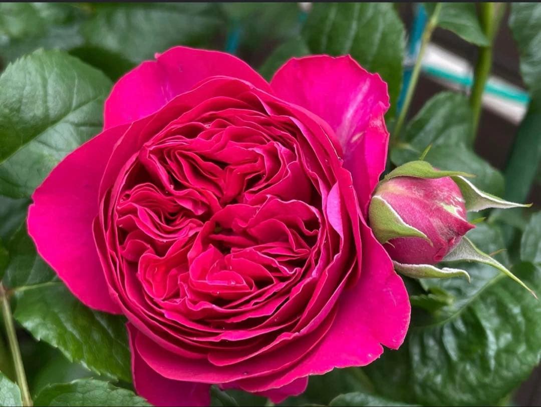 薔薇　バラ苗　イングリッシュローズ　接木新苗　Kat* 入手困難　人気品種