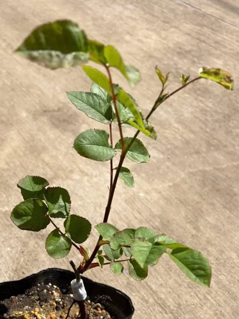 薔薇　バラ苗　イングリッシュローズ　接木新苗　Kat* 入手困難　人気品種