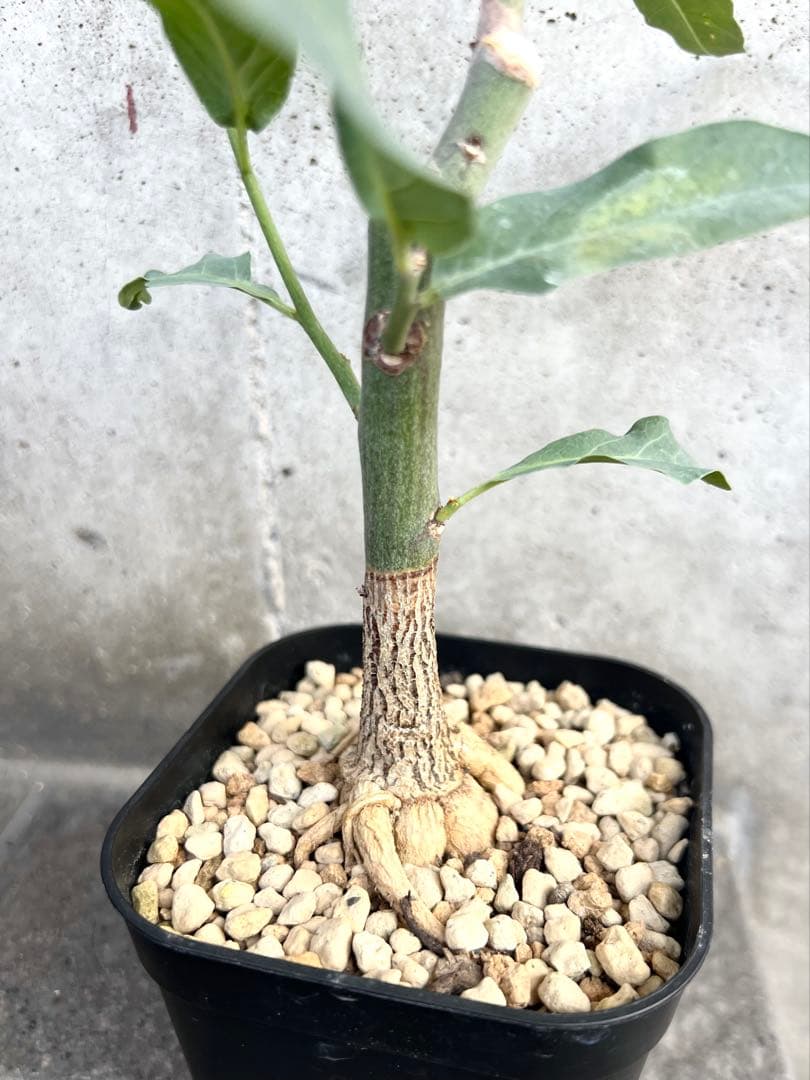 アデニア　レパンダ　① 検索→塊根植物　コーデックス