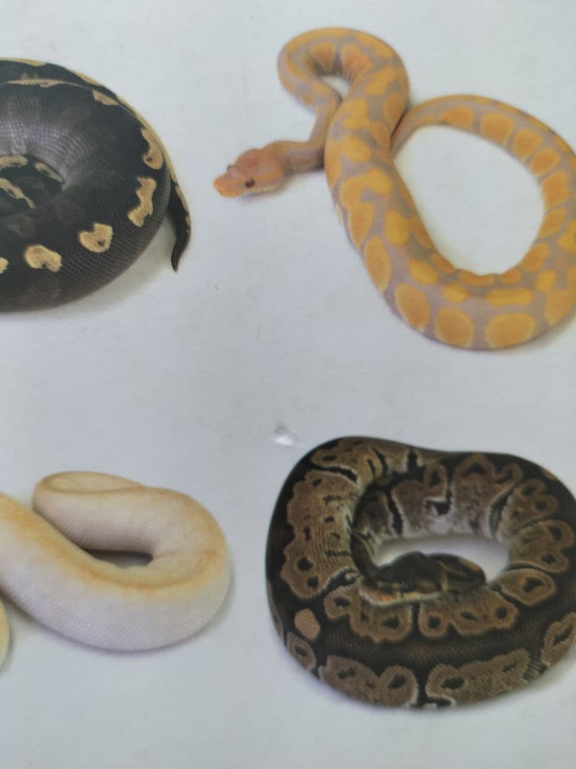 パーフェクトボールパイソンPERFECTBALLPYTHONモルフ飼育繁殖ビバガ