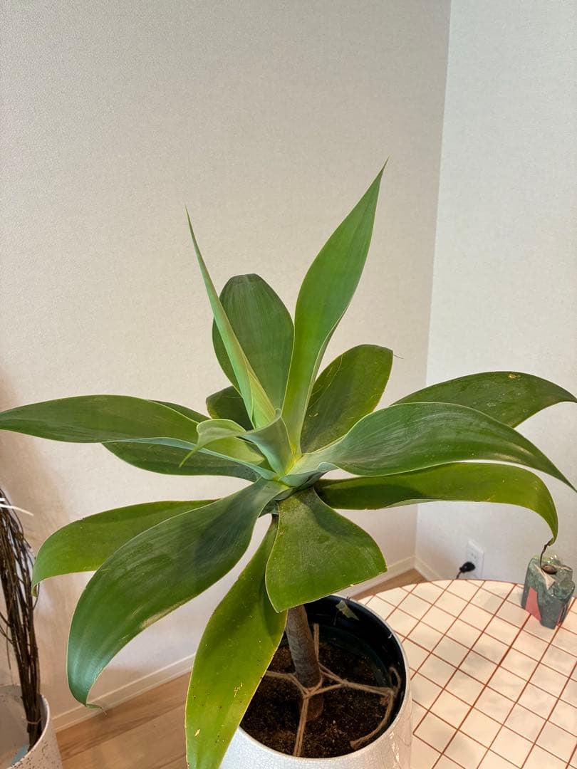 【直接取引のみ】アガベ・アテナータ　7号　植物のみ