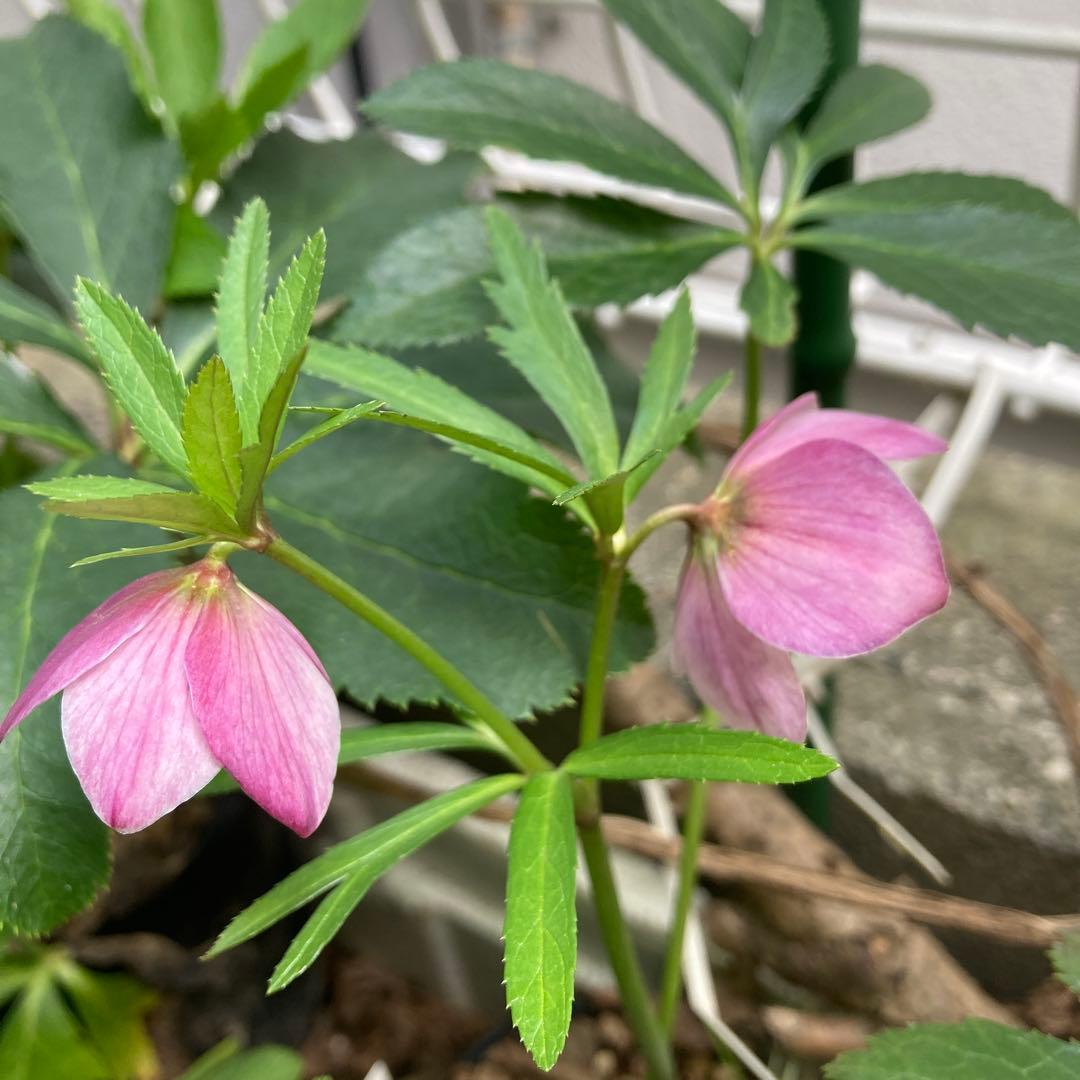 クリスマスローズ　小輪ピンク　スポット