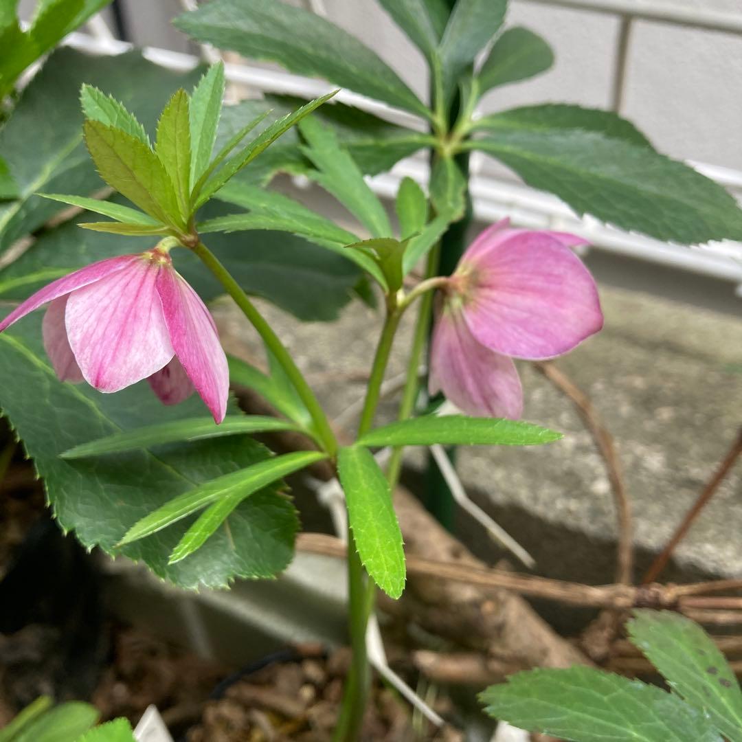 クリスマスローズ　小輪ピンク　スポット