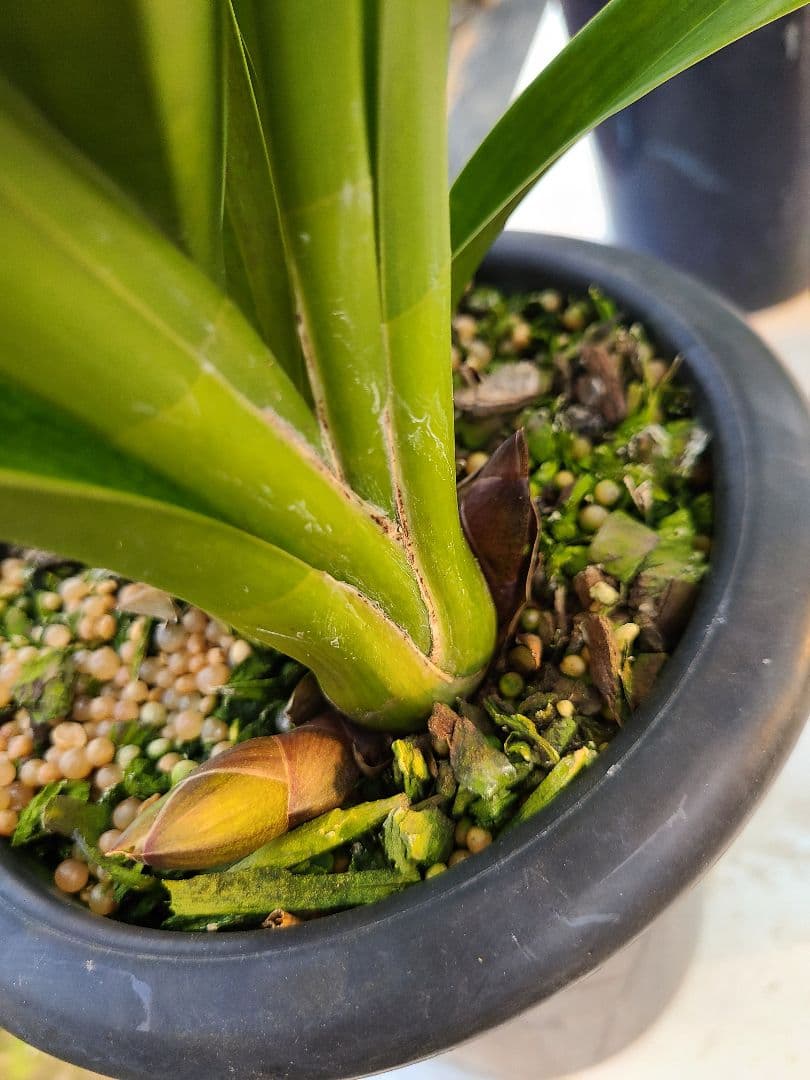 R*様 フォアゴットンフルーツ。花芽合計17個。5鉢セット。蜜蜂誘引蘭。シンビジ