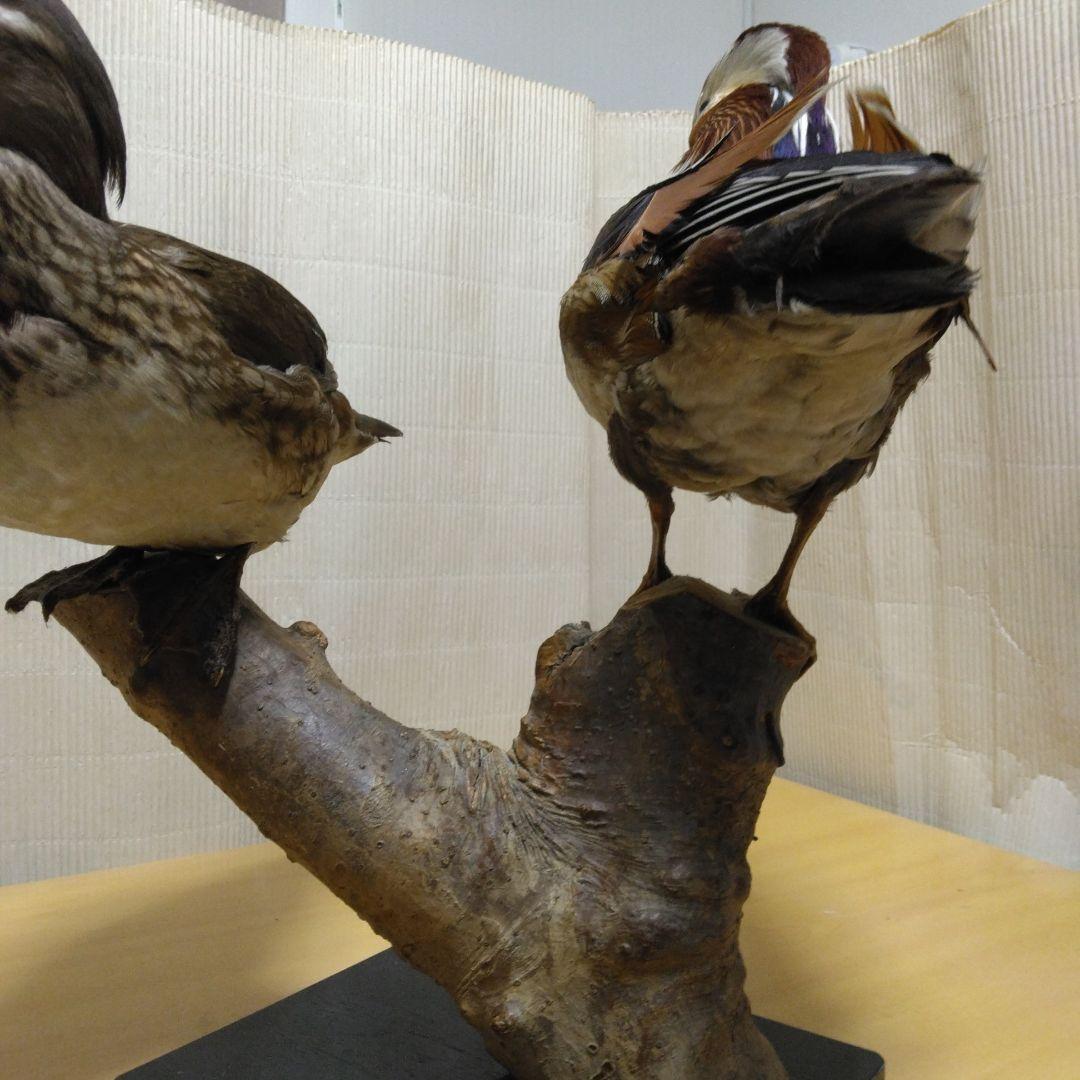 オシドリ　剥製　つがい