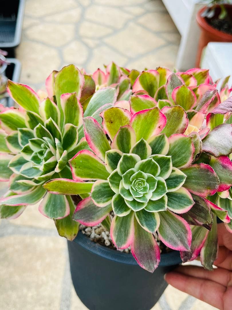 アエオニウム　ハロウィン変異体新種 西施（Seishi）　特大大群生株