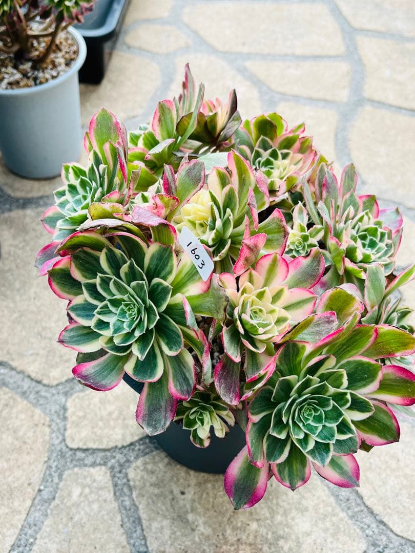 アエオニウム　ハロウィン変異体新種 西施（Seishi）　特大大群生株