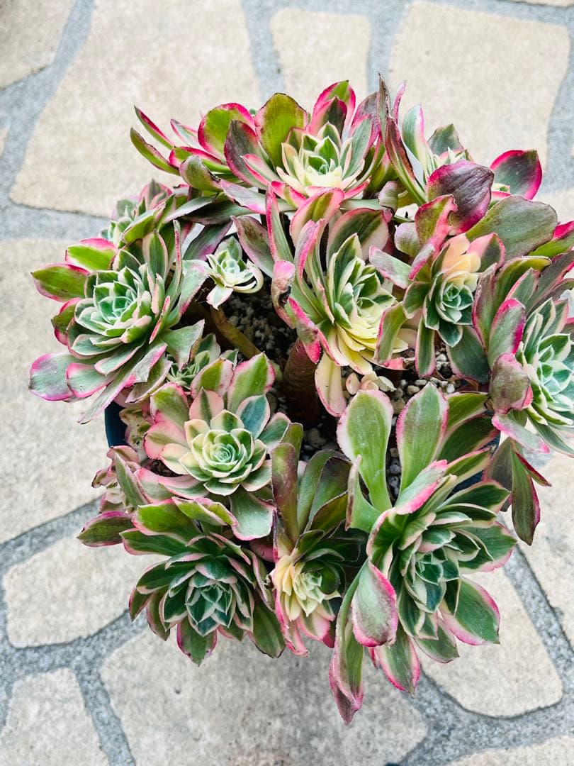 アエオニウム　ハロウィン変異体新種 西施（Seishi）　特大大群生株