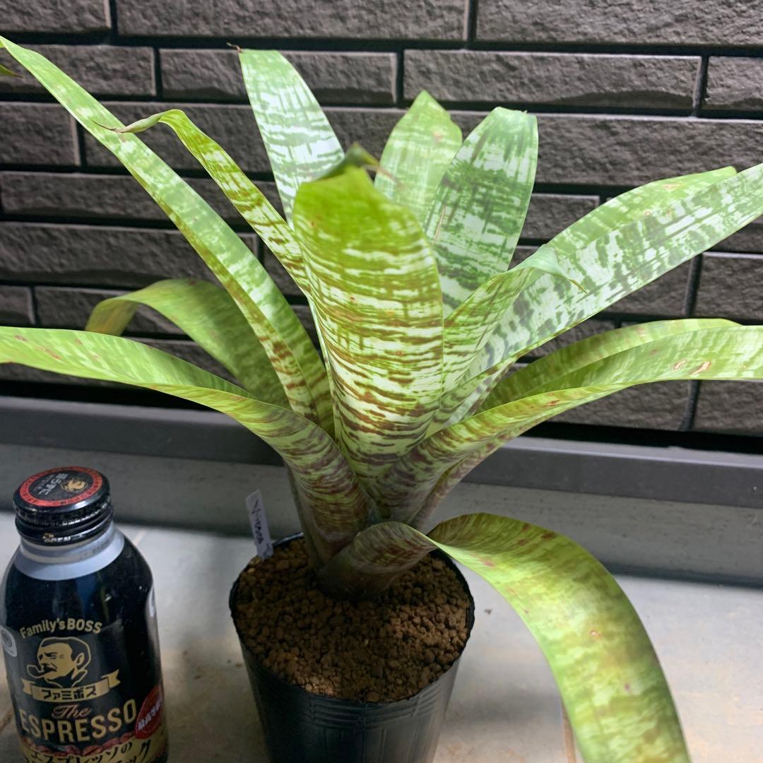 ブロメリア・エアープランツ Vriesea Tiger Tim