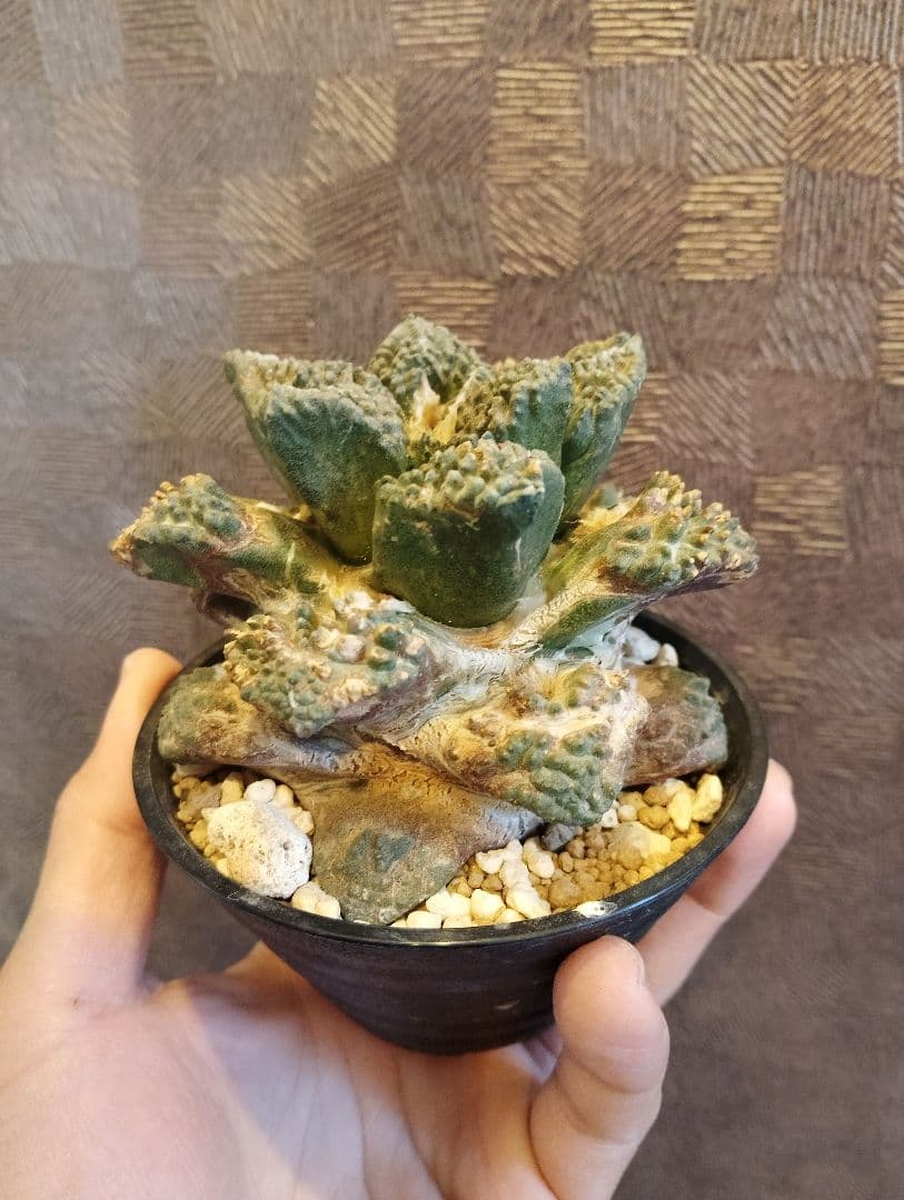 \"特選 特大\" 亀甲牡丹 ゴジラ 古株